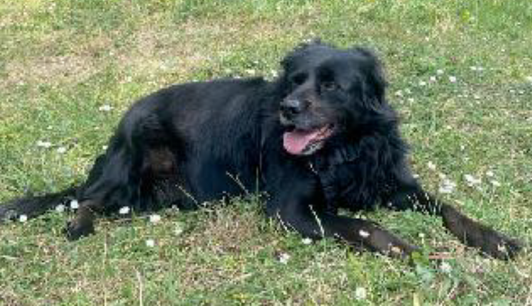 Scomparsa una cagnolina di taglia media