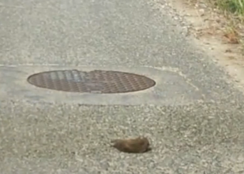 Potere al Popolo: “Topi morti davanti alle abitazioni al Limoncino, una gravissima intimidazione”