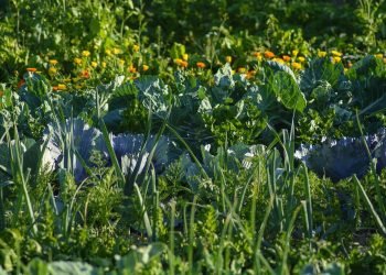 Al via il bando per l’affidamento di 247 orti sociali a Salviano