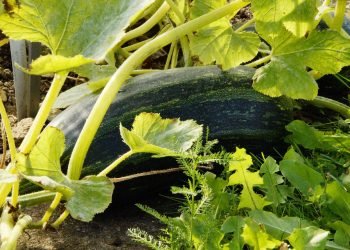 Sono state pubblicate due graduatorie per l’assegnazione degli orti sociali