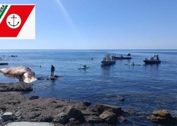 Domani 14 settembre si deciderà le modalità di rimozione e smaltimento della carcassa di balena spiaggiata