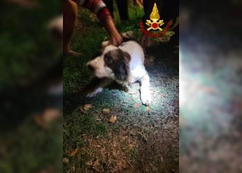 diana salvata dai vigili del fuoco di livorno