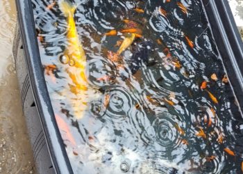 Vasca di Villa Mimbelli, trovati una cinquantina tra pesci e tartarughe introdotti abusivamente