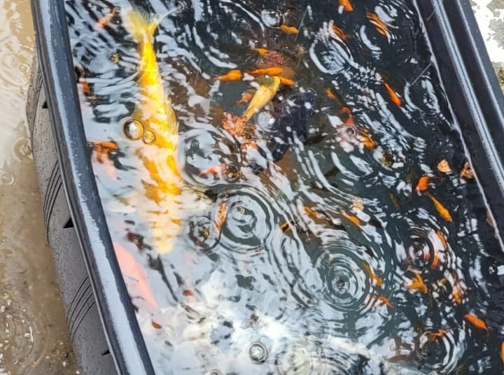 Vasca di Villa Mimbelli, trovati una cinquantina tra pesci e tartarughe introdotti abusivamente