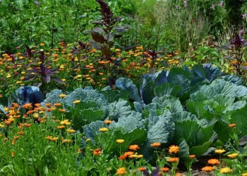 Assegnati 247 orti sociali di Salviano