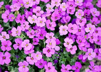 Grazie all’Associazione Vivi Centro più verde in città