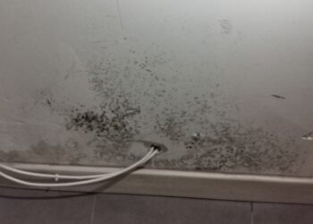 Ghiozzi (lega):”Il mio viaggio nelle case di cartone”