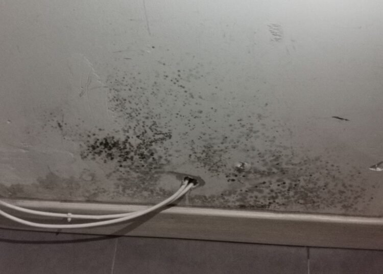 Ghiozzi (lega):”Il mio viaggio nelle case di cartone”