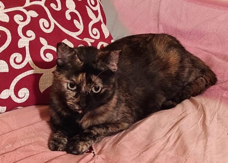 Smarrita gattina in zona Larderel