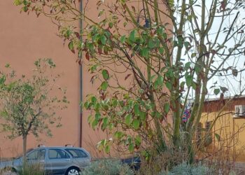Piante rovinate in Piazza del Logo Pio: la segnalazione di una cittadina
