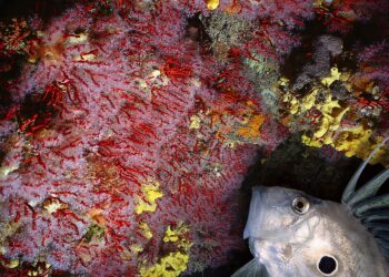 Habitat coralligeno del SIC di Calafuria, domani l’evento finale