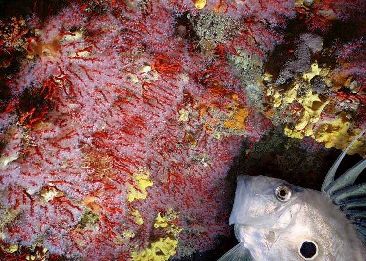 Habitat coralligeno del SIC di Calafuria, domani l’evento finale