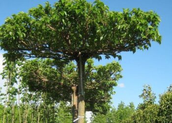 15 nuovi alberi in città grazie al Rotary Club Livorno