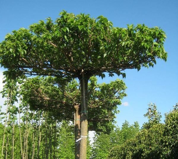 15 nuovi alberi in città grazie al Rotary Club Livorno