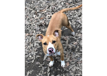 Una cucciola tipo pitbull è stata trovata in Via Lamarmora