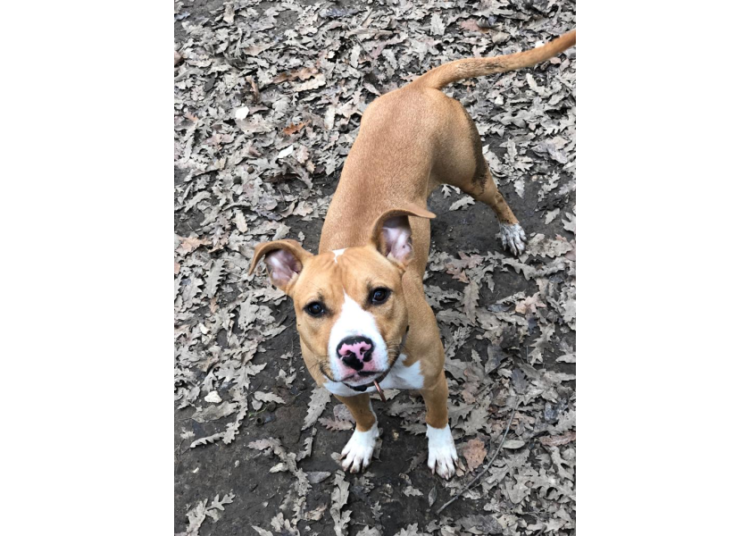 Una cucciola tipo pitbull è stata trovata in Via Lamarmora