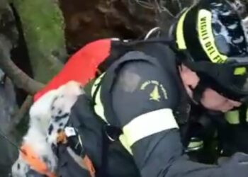 Cane tratto in salvo grazie all’intervento dei Vigili del Fuoco