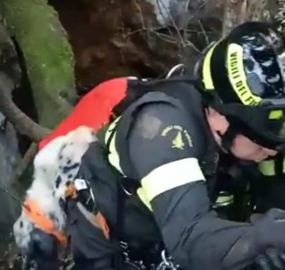 Cane tratto in salvo grazie all’intervento dei Vigili del Fuoco