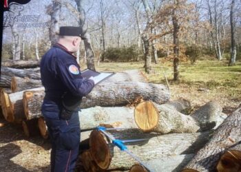 Controlli sui tagli boschivi