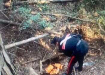Bevande alcoliche e bombole del gas, individuata e smantellata una postazione di spaccio in mezzo al bosco