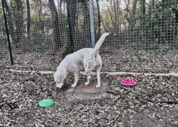 Trovati due cani senza microcip, si trovano in custodia al canile comunale