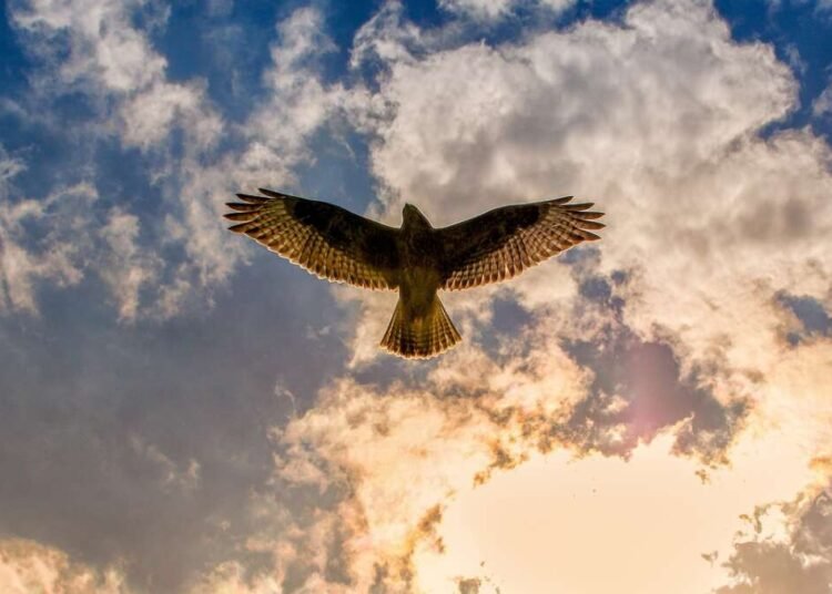 A Villa Corridi un falco e due poiane saranno liberate domenica 5 marzo