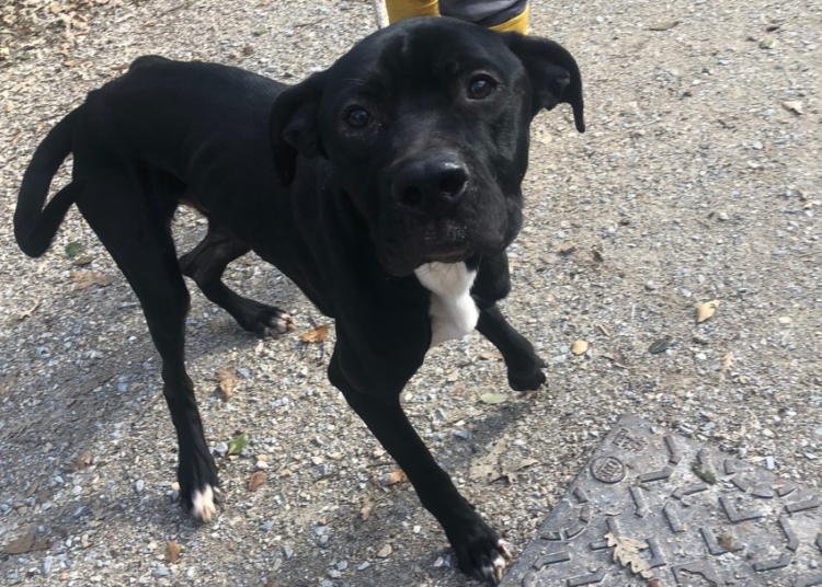 Cane senza chip trovato in Corso Amedeo
