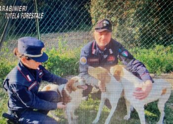Tre cani tratti in salvo durante un incendio