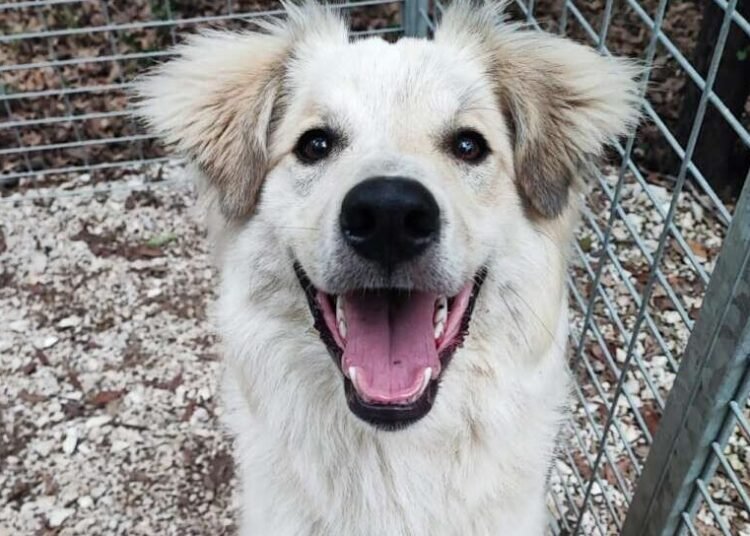 Cane smarrito in via del Pino