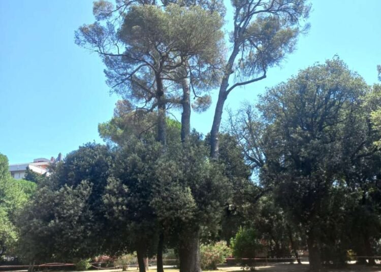 Albero di pino pericolante