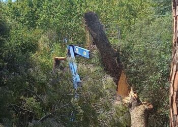 Pino pericolante in Villa Fabbricotti