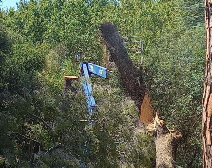 Pino pericolante in Villa Fabbricotti