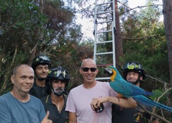 Recuperato un pappagallo