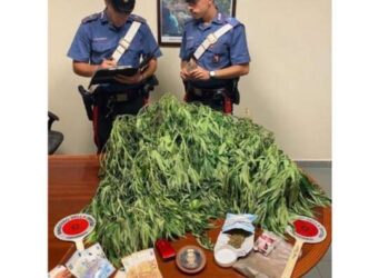 Arrestato per detenzione e produzione di sostanze stupefacenti