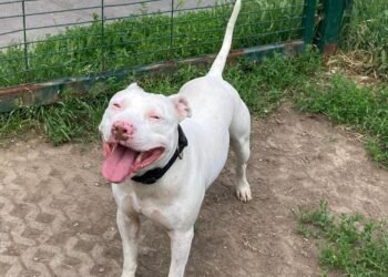 Aiutateci a trovare Weiss, il pittbul che si è smarrito a Livorno. E’ sordo e spaventato