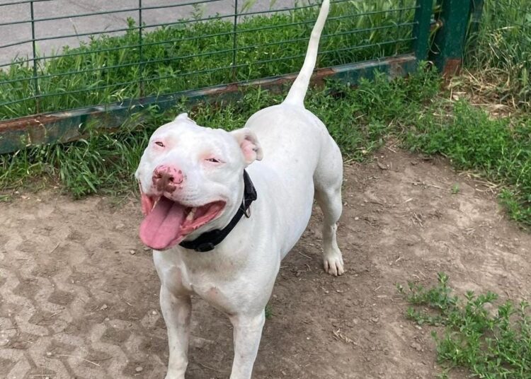 Aiutateci a trovare Weiss, il pittbul che si è smarrito a Livorno. E’ sordo e spaventato