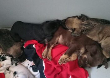 Cuccioli abbandonati