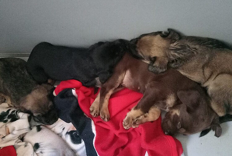 Cuccioli abbandonati