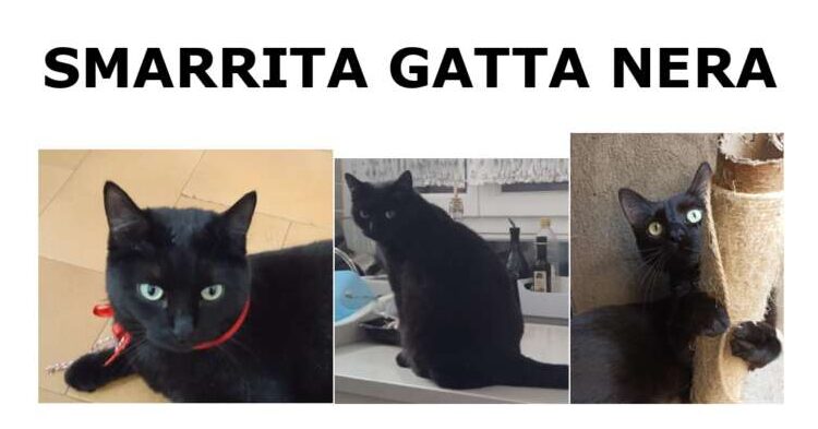 Gattina smarrita