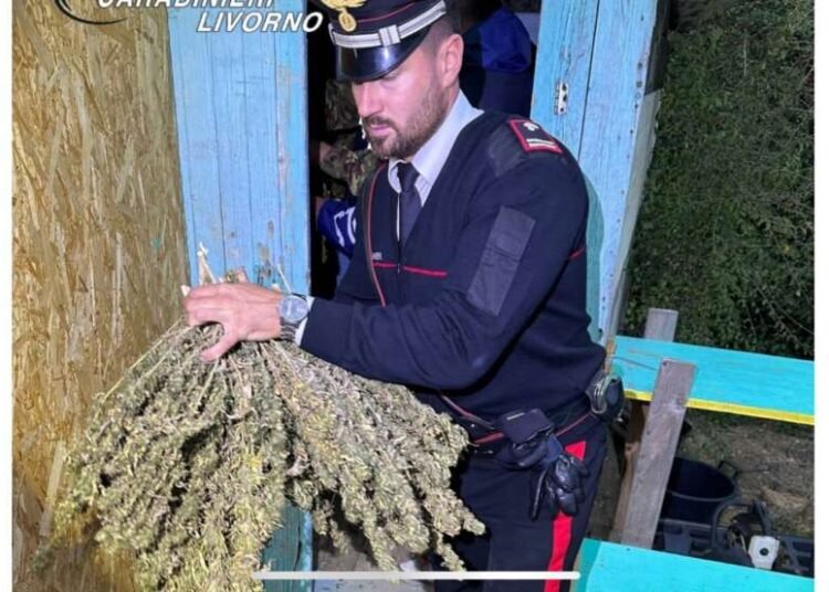 Coltivazione di canapa