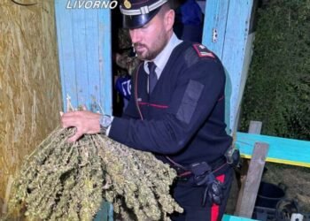 Coltivazione di canapa