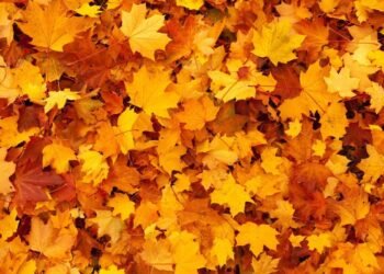 Giornate Fai Autunno