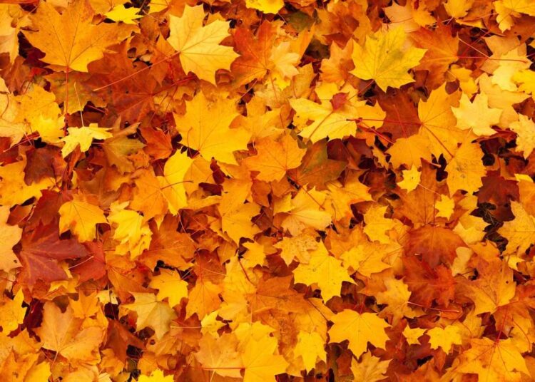 Giornate Fai Autunno