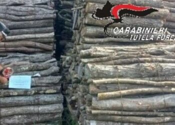 Imprenditore denunciato per aver sottratto materiale sequestrato