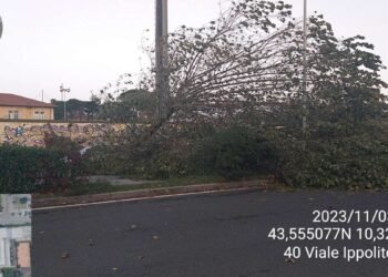Albero caduto Viale Ippolito Nievo