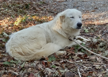 Cane che vagava in via del Vecchio Lazzeretto