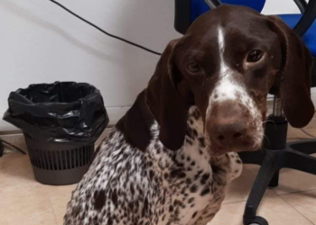 Ritrovato cane per strada