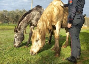 Cavalli in pessime condizioni igieniche