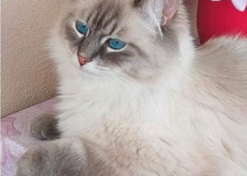 Gatto siberiano smarrito alla Leccia: aiutiamo i proprietari a ritrovare il piccolo Milò