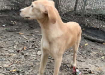 Cane in vita del corallo